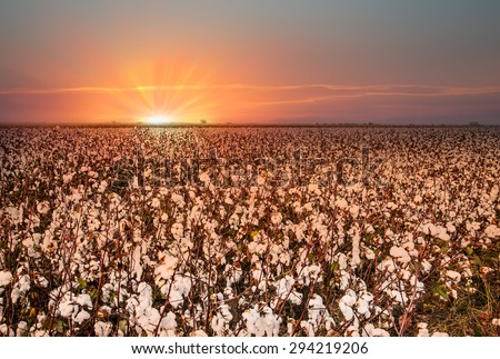 Fields of Cotton