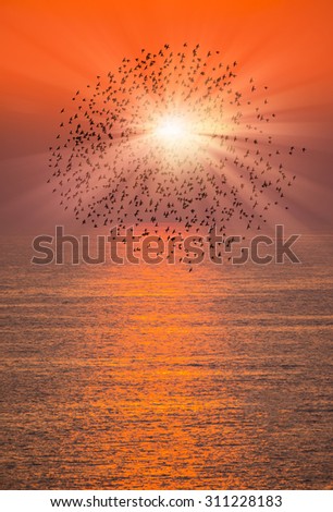 Silhouette of birds flying at sunset over the sea