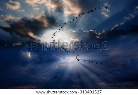 migrating birds flying in formation against Sky and Moon