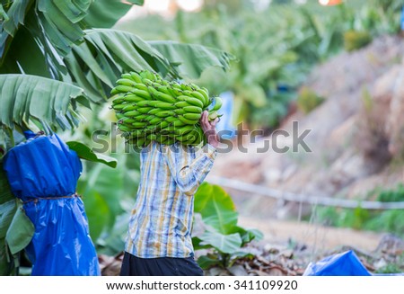 Unidentified man carrying bananas