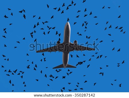 airplane flight surrounded by birds during Autumn