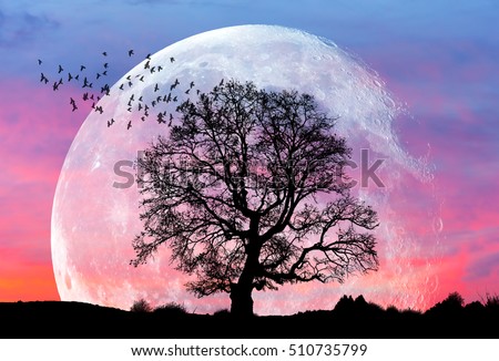 Lone tree with moon at it largest also called supermoon \