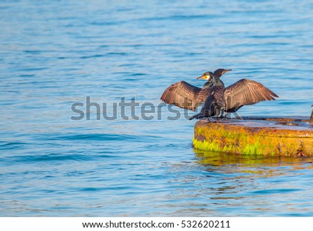 Cormorant (Phalacrocorax auritus) perches on a rock waiting for its wings to dry