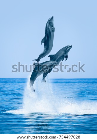 group of jumping dolphins, beautiful seascape and blue sky