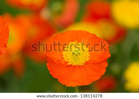 Red and yellow poppies