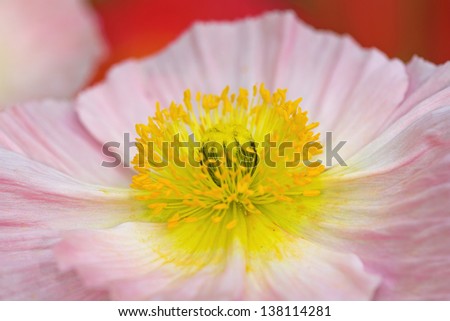 Pink and yellow poppy