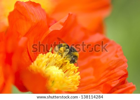 Honey bee with pollen on red and yellow poppy