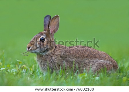 Brown Rabbit nibbling on three grass stalks sticking out of its mouth with green background