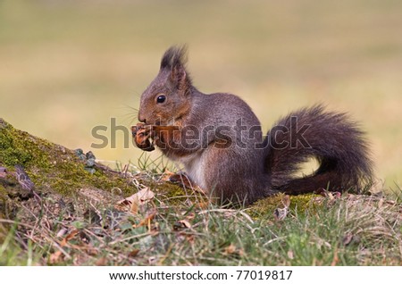 Eurasian Red Squirrel with tufted ears and curled tail holding walnut in paws and eating nut