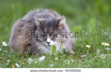 Cat among the daisies