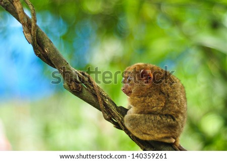 Single cute tarsier with big open eyes sits in the tree . Shot in Tarsier Preservation Museum, Bohol, Philippines.