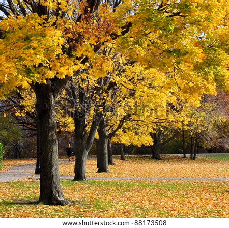 autumn scene of park near Fenway street, Boston, US. ground is covered with fallen maple leaves, trees turn golden and yellow.