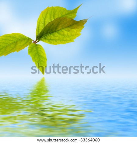 fresh leaf, blue sky and shine water surface