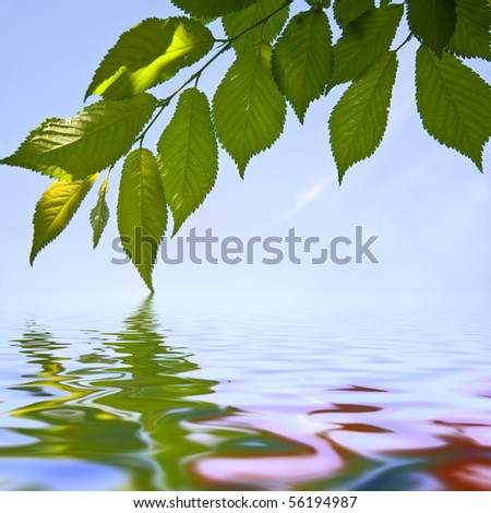 Leafs of tree on the blue sky background