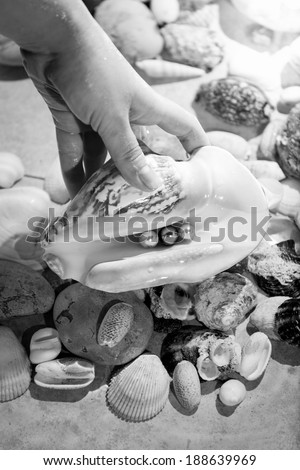 Black and white closeup photo of hand picking up seashell with pearls from sea