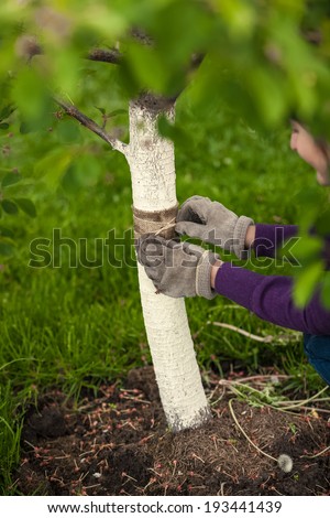 Closeup photo of gardener taking care of tree and healing it with special band