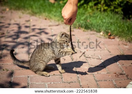 Little kitten playing with feather at yard at sunny day