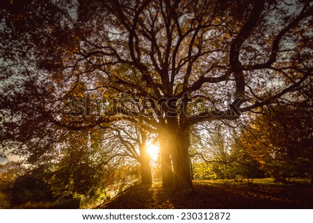 Beautiful toned photo of sun shining through big tree at autumn forest
