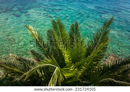 Beautiful view from above on green palm growing at sea with turquoise water