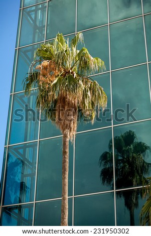Beautiful view of high palm growing against modern building with big windows
