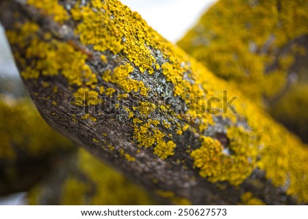 Closeup photo of yellow moss growing on old wood