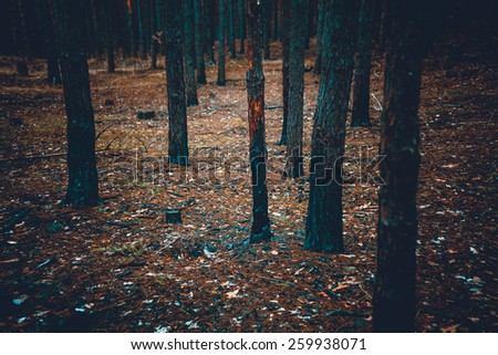 Toned photo of scary dark forest with burnt tree trunks