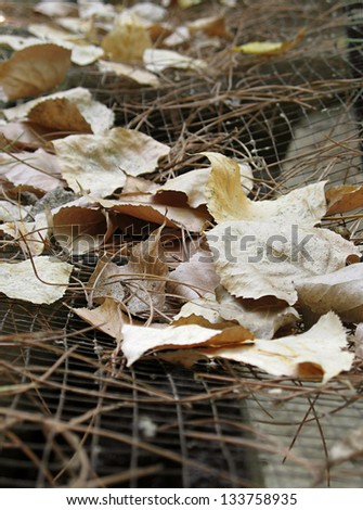 Dry, fallen, and yellow leaves trapped in an iron net.