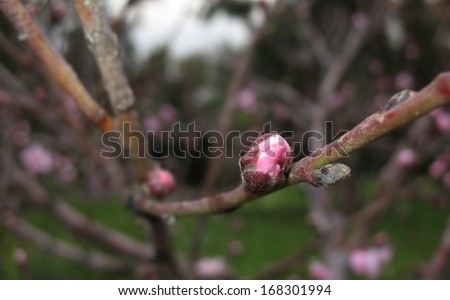 A nectarine pink bud emerging, symbol of birth and new beginnings.