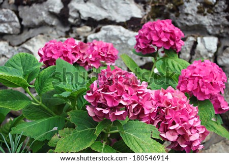 A bunch of vibrant pink colored Hydrangea flowers.