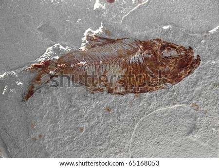 fish fossil clipart