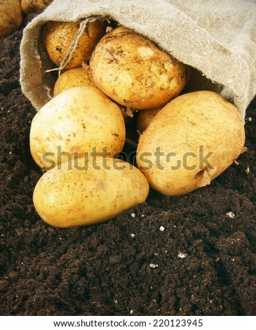 Harvesting. A potato in a bag on the earth.