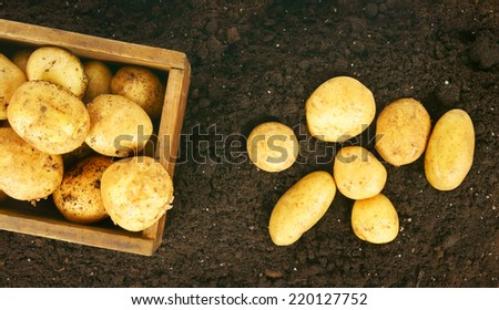 Harvesting. A fresh potato in an old box on the earth.