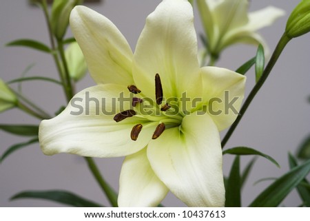 Macro close-up of Madonna lily flower
