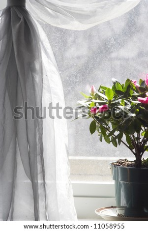 Purple flowers in sunshine at window with silk drapery