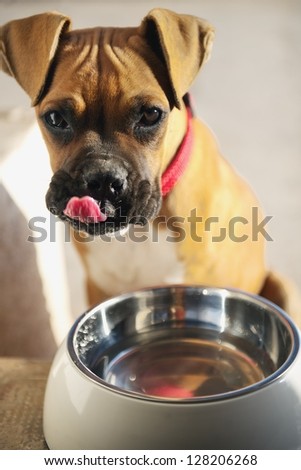Female boxer puppy licking her lips after meal