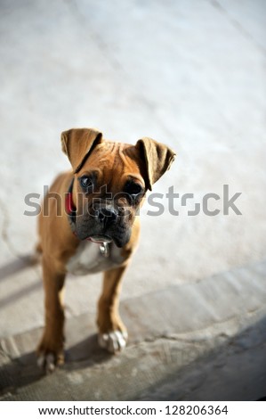 Female or bitch boxer puppy (4-month old) staring or looking inquisitively or with curiosity