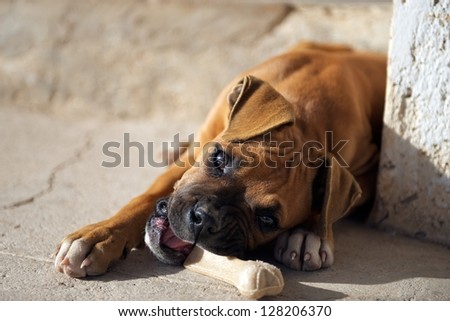 Female or bitch boxer puppy (4-month old) chewing or eating a dog food bone