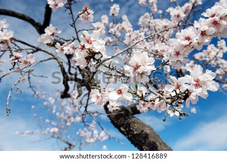 Close-up of open white almond (prunus dulcis or prunus amygdalus) blossom with pink centers on trees against bright blue sky, Catalonia, Spain.  Almond blossom is a symbol of Spring in Spain.