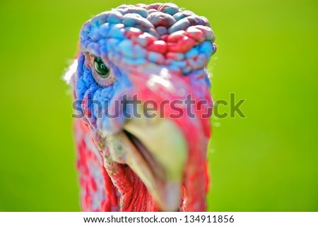 Turkey close-up head-shot with focus on the eye.  Turkey has bright blue and red coloring, and is set against a green background.