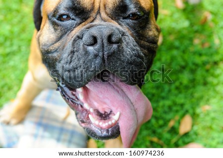 Boxer dog with his nose in the foreground, his tongue out and his mouth open against a green grass background