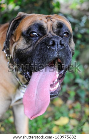 Purebred boxer dog with long pink tongue hanging out as he pants
