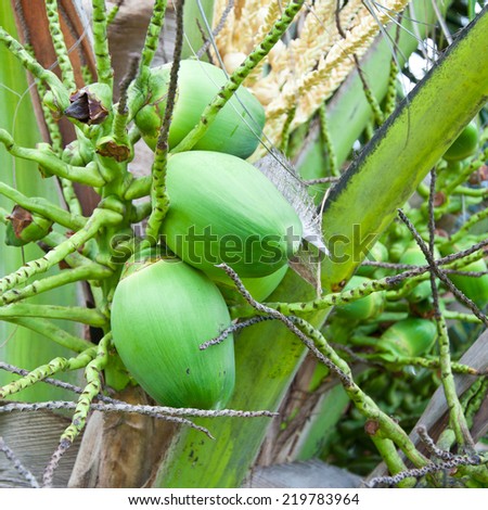 Young coconuts on the tree
