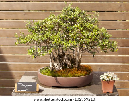 Bonsai Olea europaea, olive or olive tree is an evergreen tree, long-lived
