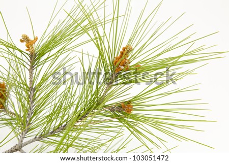 Young pine branches with small pine cones with white background