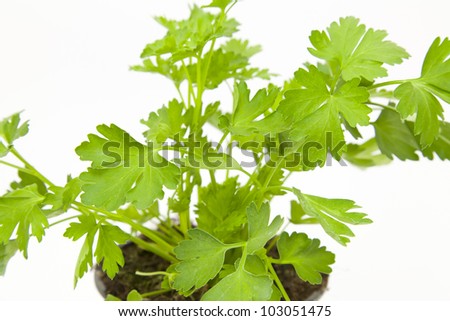 Fresh parsley plant with white background