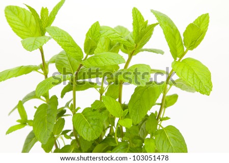 Fresh mint plant with white background