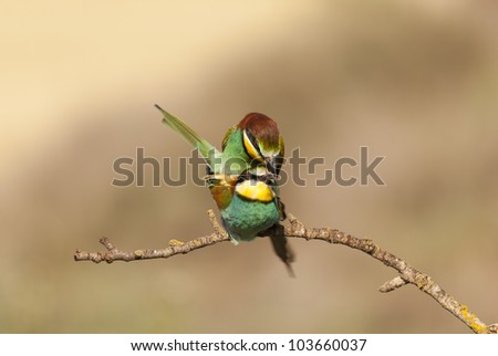 Copulating pair of bee-eaters on a branch
