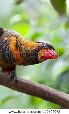 The bird inhabits the forests and mangroves in certain areas of Indonesia (West New Guinea) and Papua New Guinea