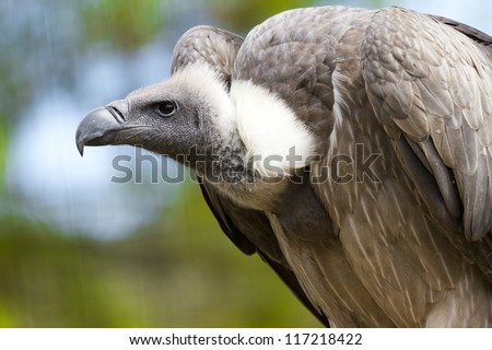 vultures are birds of prey of the order falconiformes vultures are birds of prey of the order falconiformes
