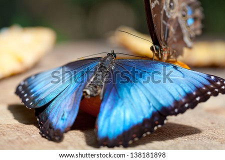 The butterfly Morpho butterflies are found primarily neotropical in South America and in Mexico and Central America